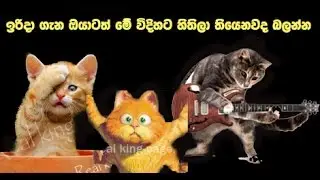 Sunday  Video