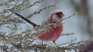 Урагус / Siberian Long-Tailed Rosefinch