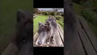 🐾😍 