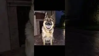 Skinwalker Disguised As Animals ☢️ 