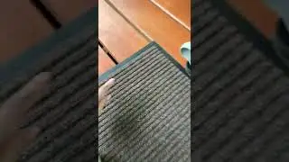 Маленький геккон