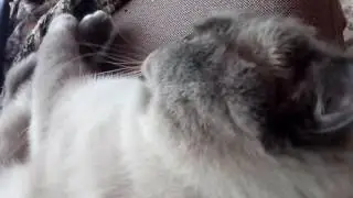 Симбас зевает