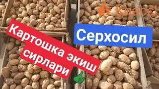 Картошка экиш сирлари куп хосил олиш батафсил
