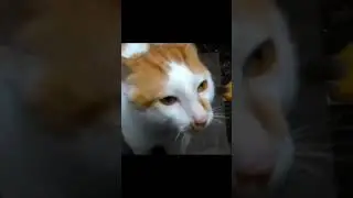 почему он, а не я! 😭 #shorts #tiktok #приколы #юмор #смех #дослез #подпишись