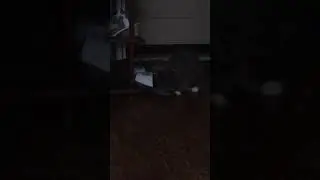 Кошка и китайские сланцы