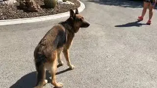 Duna , Miastenia Gravis
