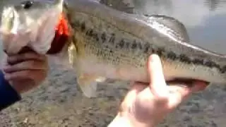 a big bass