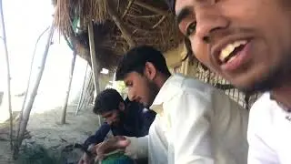 New Birds 🦅 videos Virul