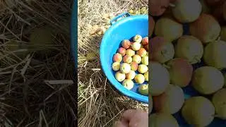 Тридцать семь груш в синий таз 6-ого Сентября