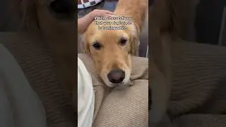 Watching your dog grow older 🥺❤️ #dogshorts #puppy #goldenretriever #puppies #dogs #doglife #pets