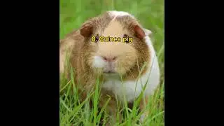 Top 10 Most Friendliest Animals In The World!