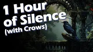 1 Hour of Silence Occasionally Interrupted by Crows