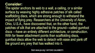 WAS IT DESIGNED? The House Spider's Sticky Secret