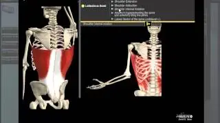 Latissimus Dorsi Anatomy