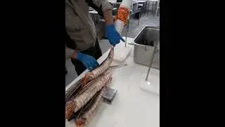 Аппликатор для упаковки рыбы в сетку для копчения. #упаковка#копчение# tehno-pit.ru 89251005507