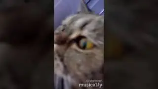 Самая красивая