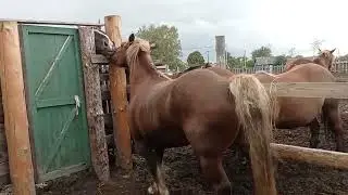 Кобыла Барыня гуляет с жеребцом второй день