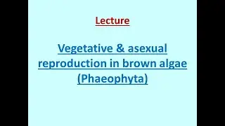 Vegetative & asexual reproduction in Brown Algae #brownalgae #phycology #reproduction