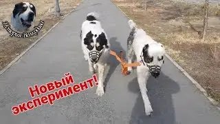 Новый эксперимент.
