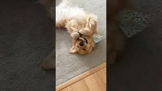 I do what i want #goldenretriever #cutedog #lazy #dogmom #retriever #dog