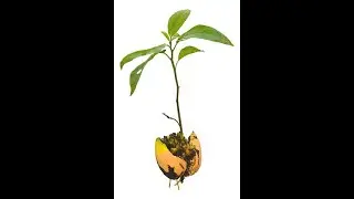Avokado çekirdeği dikimi