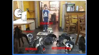 СХОДИЛИ В КОТОКАФЕ!!!