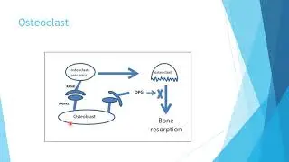 basic science 2 (Bone and Cartilage Histology, Collagen, joints)