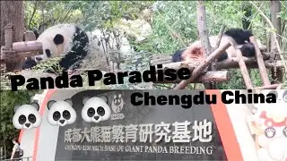 Where can you find Pandas in China? Chengdu Research Base of Giant Panda Breeding