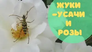 Жуки и цветы| Что делают жуки в цветах роз