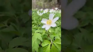 Великолепные подснежники: идеи для создания зимнего сада.