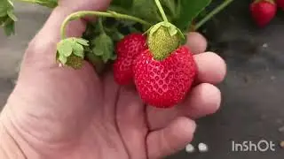 Клубника сорта Фурор произвела фурор