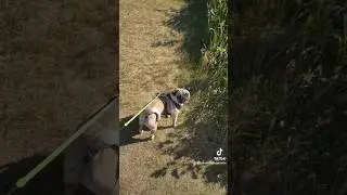 poor guy 🤣 #tooshort #shortking #shorts #pugobsession #puglife #puppy #funnypug #funnyshorts