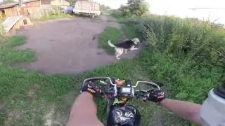 Собака & велосипедист.  Беременным велосипедисткам не смотреть 8)