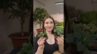 ДЕЛАЮ ЭТО СО ВСЕЙ РАССАДОЙ