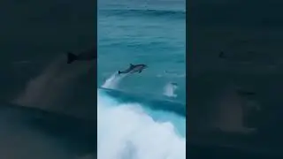 Incredible View of Dolphins playing with Sea Waves | Dolphin