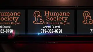Pet Safety