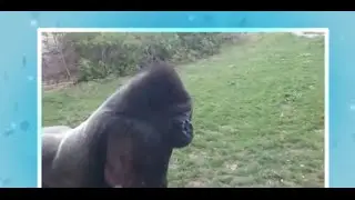 This gorilla is NOT happy