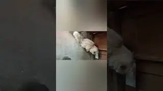 обезьянки прыгали в кроватке одна упала и набила шишку