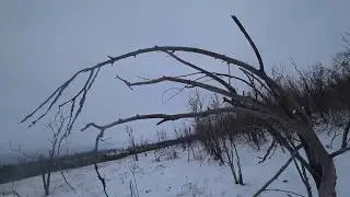 Тропление зайца  Охота с гончими по белой тропе 2020 г 5