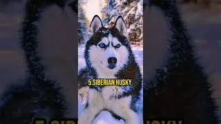 Top 5 Most Aggressive Dogs Breeds