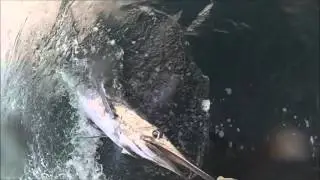 Blue Marlin Release