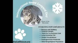 Snow Leopard Day Facts
