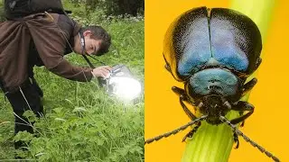 Insect Macro Photography - Episode 1