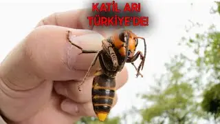 İNTERNET ÖLÜME YOL AÇIYOR, ŞİMDİDE ÇİN’DEN KATİL ARI GELDİ! - Teknoloji Haberleri #98