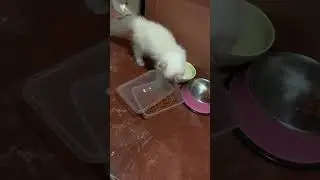 So smart #cat #animal #bright #smart #kitten #birds #kittycat #catlover #cute #wildrabbits #parrot