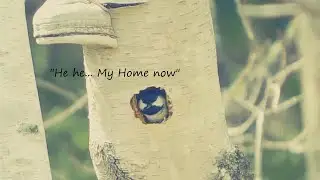 Small Bird makes a home in  a dead birch tree