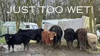 Dexter Cattle.... How Many Is Too Many!