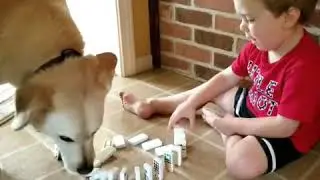 Dogs vs kid