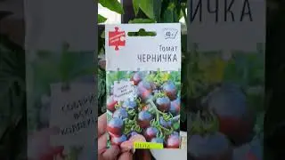 томат черничка