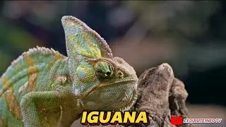 Exploring Iguanas: The Amazing World of These Unique Creatures